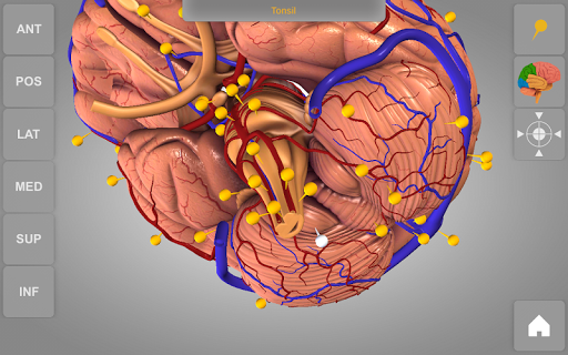 【免費醫療App】Brain 3D Anatomy-APP點子