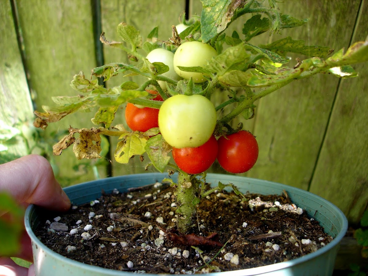Micro Tom Tomato