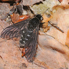 Snipe fly (female)