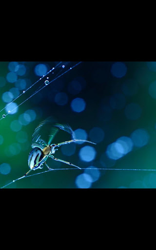 【免費個人化App】My Photo Spider Galaxy LWP-APP點子