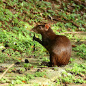 Red-rumped Agouti