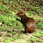 Red-rumped Agouti