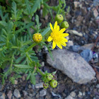 Ragwort