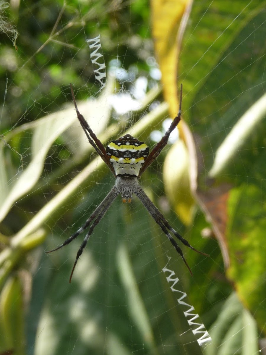 Multi-coloured St. Andrews Cross Spider