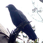 Forest Raven / Tasmanian Raven