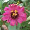 Zinnia