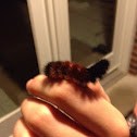 Isabella Moth (caterpillar)