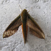 Yam Hawk Moth