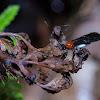 Braconid wasp
