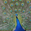 Indian Peafowl/Blue Peafowl (male)