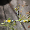 Parsley Caterpillar