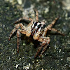 Pantropical jumping spider
