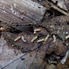 Eastern Subterranean Termite