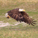 Bald eagle