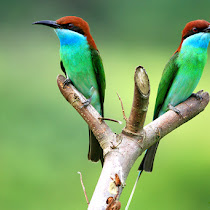 Birds of Aceh