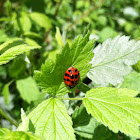 Asian lady beetle