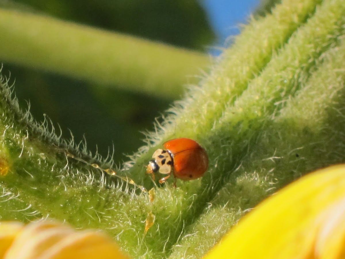 Spotless Asian Ladybug