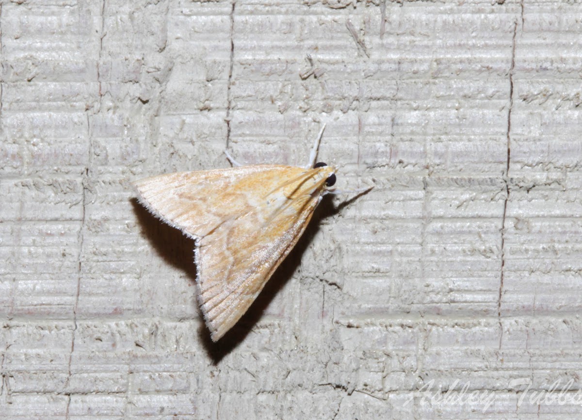 White-roped Glaphyria Moth