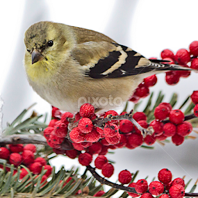 In The Snow by Sue Matsunaga - Novices Only Wildlife