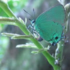 Deep-green Hairstreak butterfly