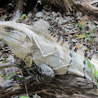 Mexican Spiny-tailed Iguana
