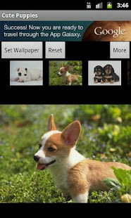 Lastest Cute Puppies Wallpaper APK for PC