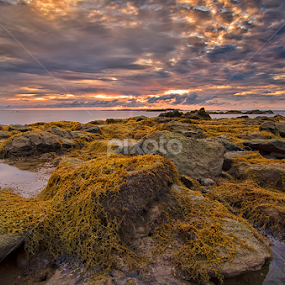 Seaweed by Eris Suhendra - Landscapes Sunsets & Sunrises