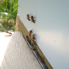 Russian Honey Bee