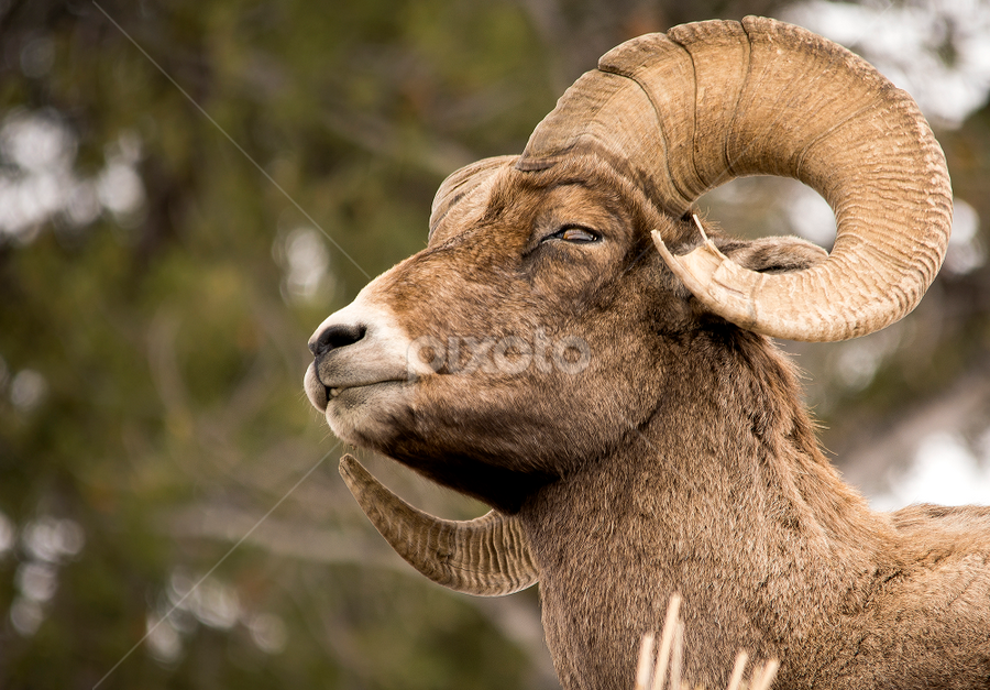 Noble Ram | Other Mammals | Animals | Pixoto
