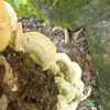 Lumpy Bracket Mushroom
