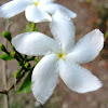 चांदनी  Crape jasmine