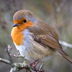 Robin Red Breast by Mike Woodford - Animals Birds