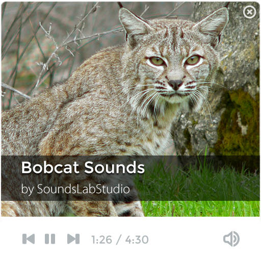 Bobcat Sounds