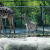 Giraffe w month old baby