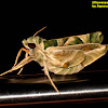 Oleander Hawk Moth (Newly eclosed)