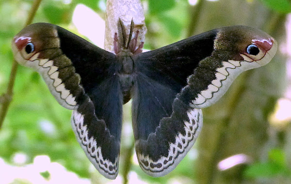 Promethea Silk Moth (Male) | Project Noah