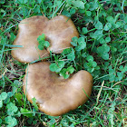 Ash Tree Bolete