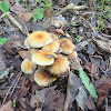 Hypholoma fasciculare