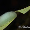 Green Slug Caterpillar
