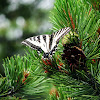 Pale Tiger Swallowtail