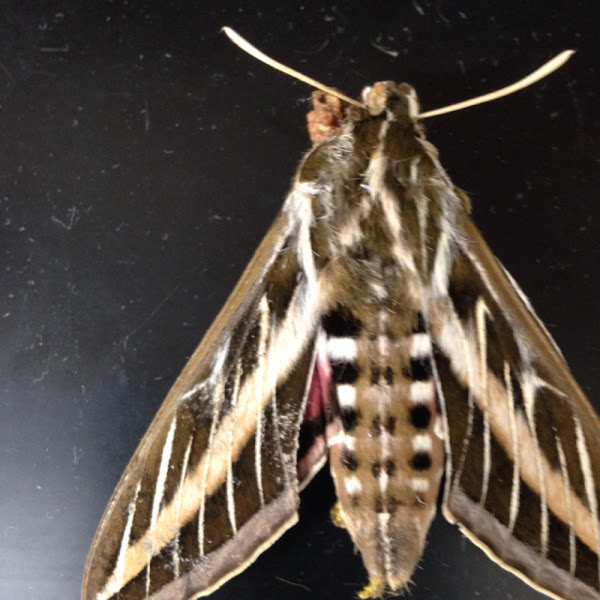 Whitelined Sphinx Moth Project Noah