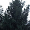 White Pine (eastern)
