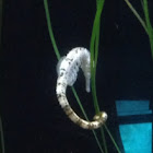 Sea Horse