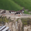 Little Ringed Plover