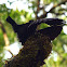 Victorias Riflebird
