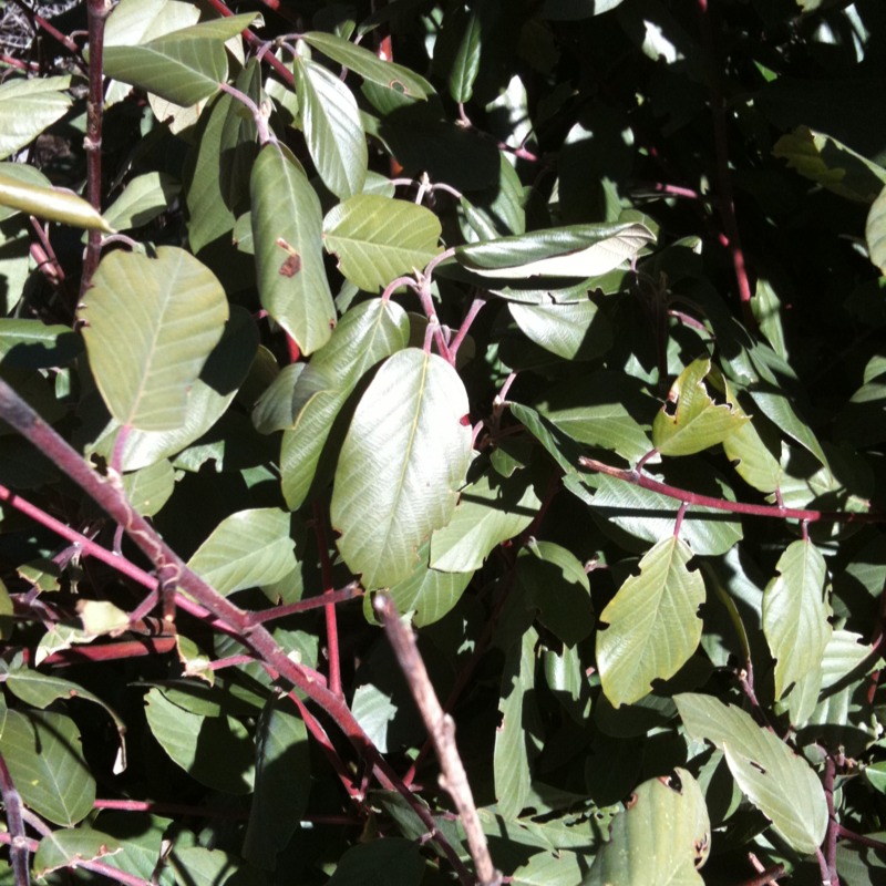 Coffee Berry Plant Project Noah 