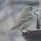 Pine Warbler