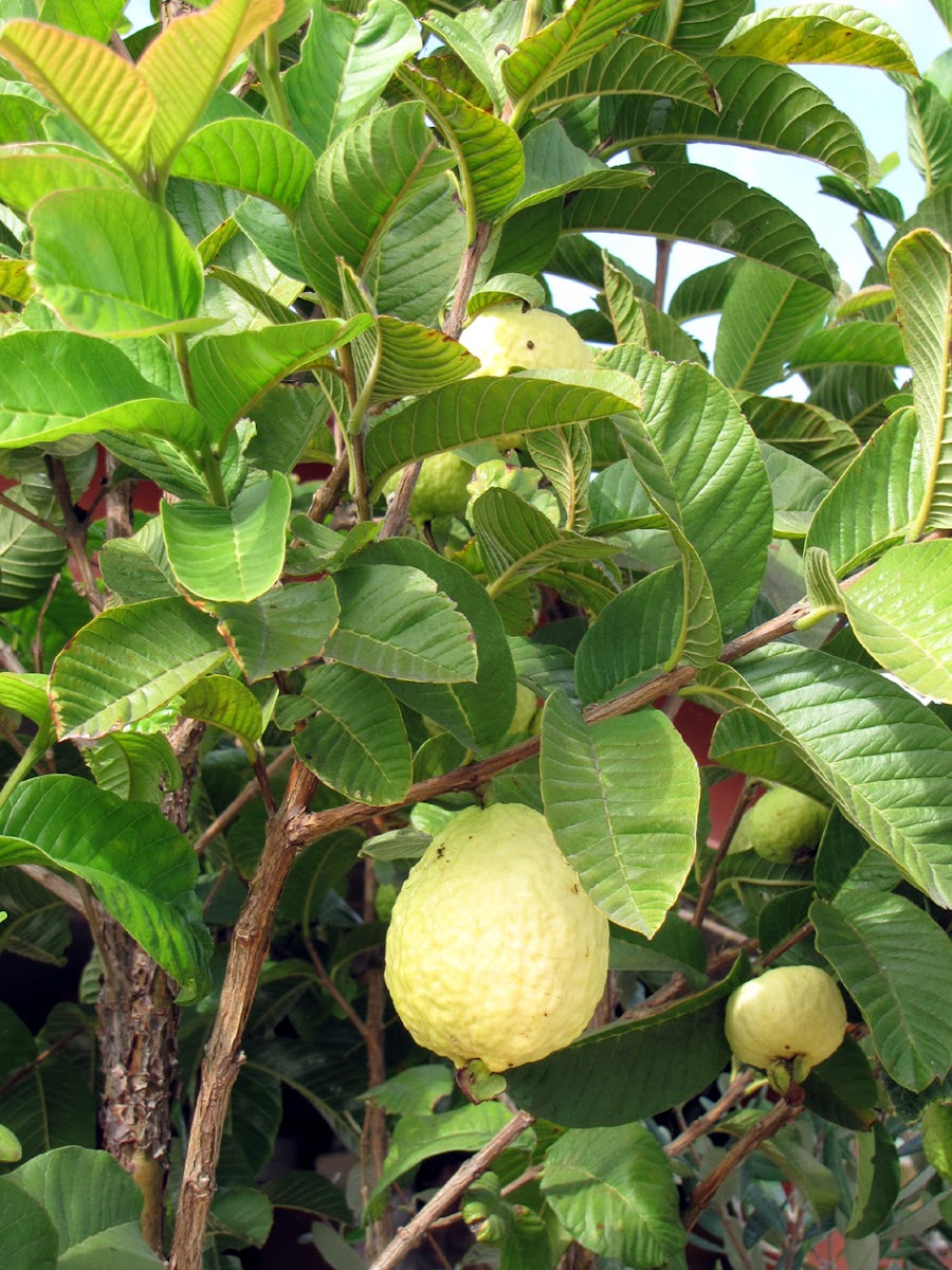 Apple Guava
