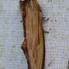 Moth in(Polilla en) Arenal