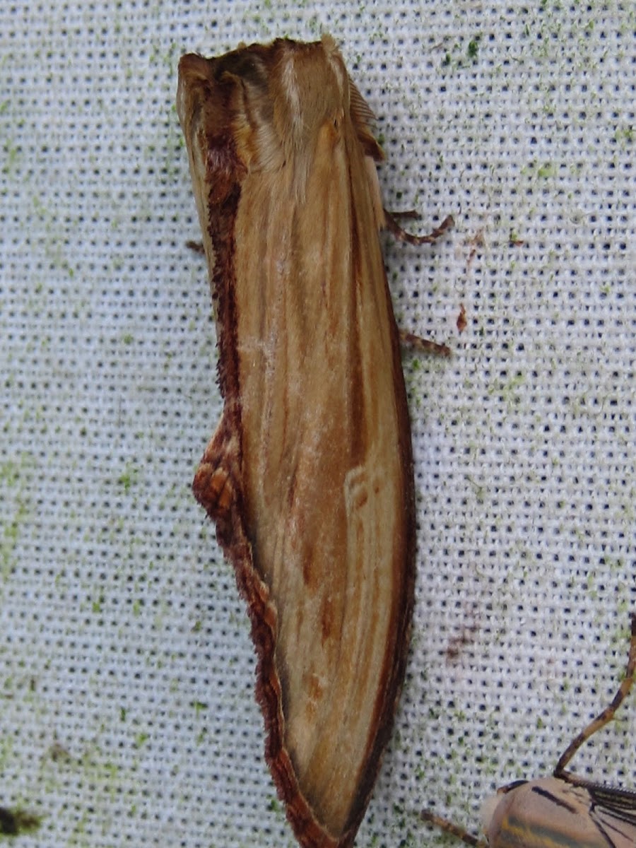 Moth in(Polilla en) Arenal
